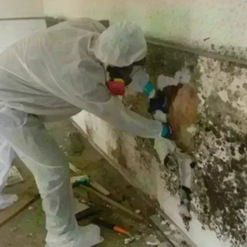 Mold Remediation and Removal in Amesti, CA